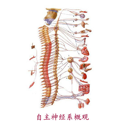 受神经系统启发 ULB开发新框架以部署自组织机器人群受神经系统启发 ULB开发新框架以部署自组织机器人群