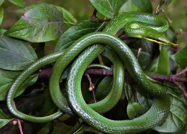 受蛇类启发 北理工研究人员新转换器为普通摄像头带来4K红外成像功能受蛇类启发 北理工研究人员新转换器为普通摄像头带来4K红外成像功能